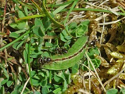 Silver-studded Blue 4th Instar Caterpillar (Lucy Lewis)