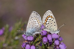 Silver-studded Blue