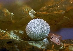 Silver-studded Blue egg (Antony Moore)