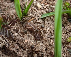 Silver-studded Blue caterpillar 3rd instar (Lucy Lewis)