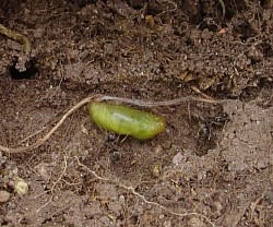 Silver-studded Blue Pupa (Stephen Lewis)