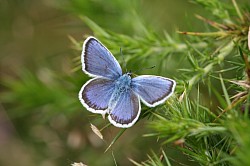 Silver Studded Blue Male upperside (Stephen Lewis)