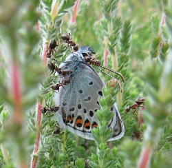 Silver-studded Blue Emerging Male underside (Lucy Lewis)