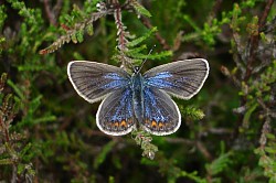Silver-studded Blue Female upperside (Lucy Lewis)