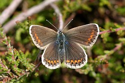 Silver-studded Blue female upperside (Stephen Lewis)