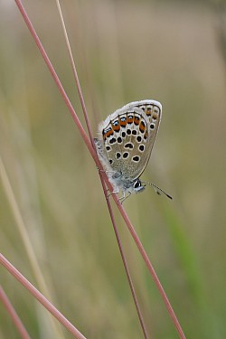Silver-studded Blue Female underside (Lucy Lewis)