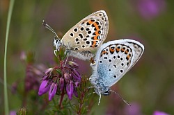Silver-studded Blue Mating Pair (Stephen Lewis)