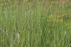 Silver-studded Blues Evening Roost (Stephen Lewis)