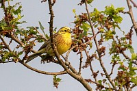 Yellowhammer