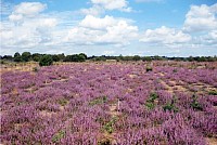 Prees Heath Common Reserve