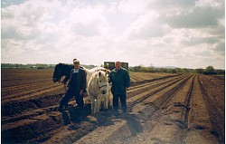 The heathland turned into potato fields postwar, prior to purchase by Butterfly Conservation, with the commoners unable to exercise their grazing rights