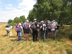 Grasshopper Walk (Stephen Lewis)