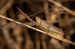Common Field Grasshopper (Mike Ashton)