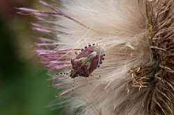 Sloe Shield Bug (Andy Cherrill)