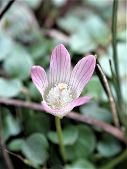 Bog Pimpernel (Janet Vernon)