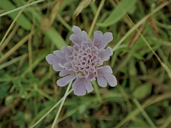 Small Scabious (Janet Vernon)