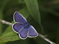 Prees Heath Common Reserve