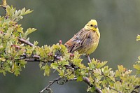 Yellowhammer