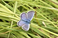 Silver-studded Blue