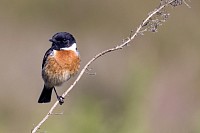 Stonechat