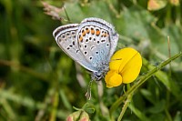 Silver-studded Blue