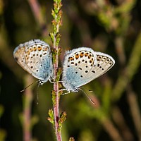 Silver-studded blue