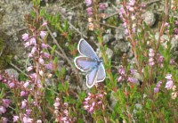 Silver-studded Blue