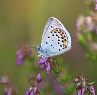 Silver-studded Blue