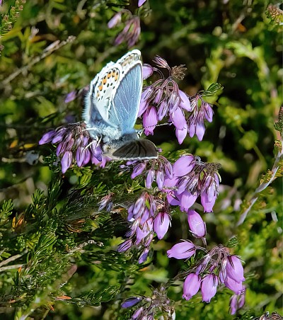 Gynandromorph Silver-studded Blue