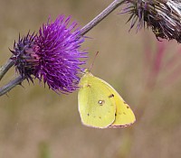 Clouded Yellow