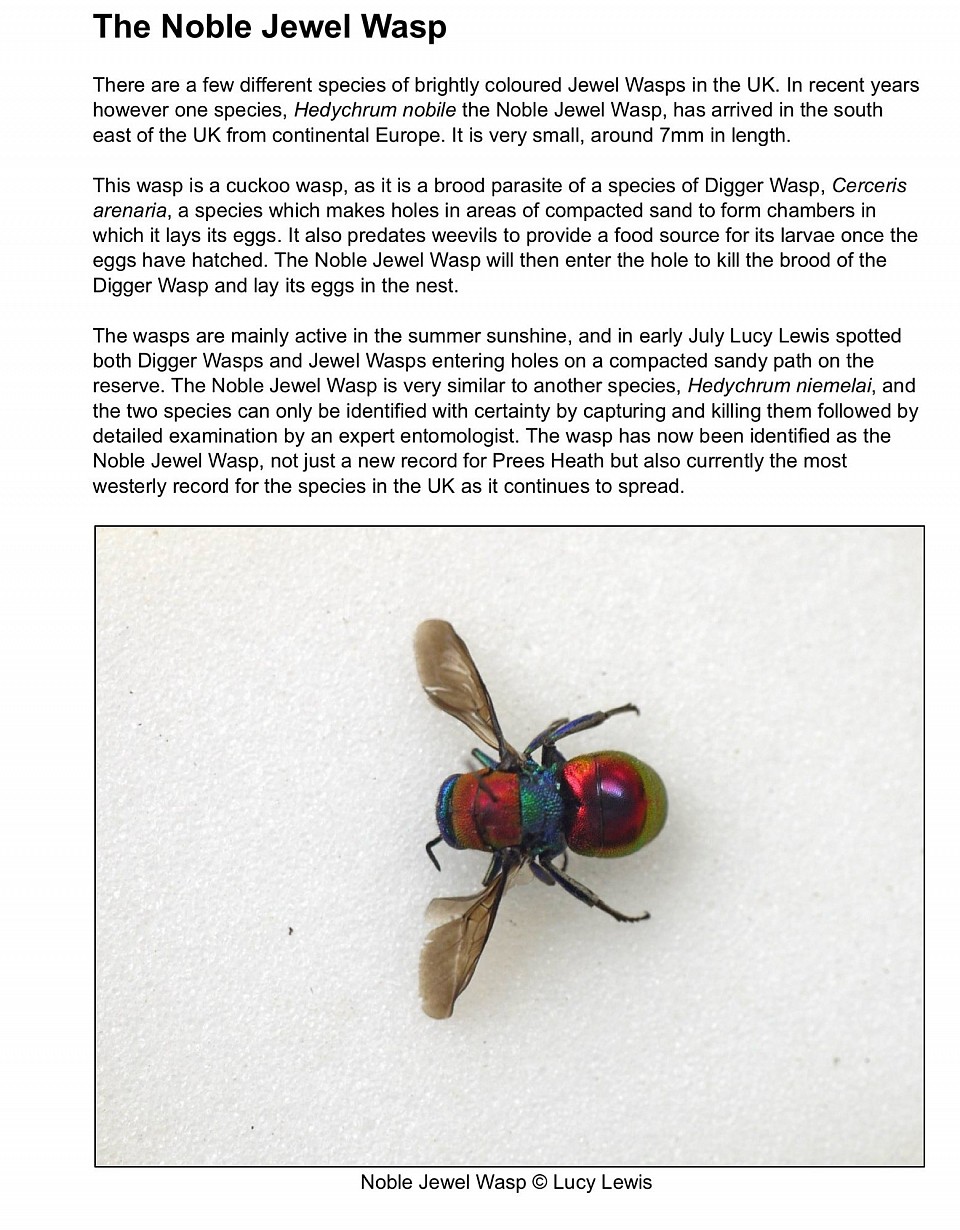 The Noble Jewel Wasp