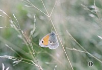 Small Heath